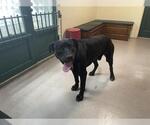 Small Labrador Retriever
