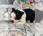 Small #1 Boston Terrier