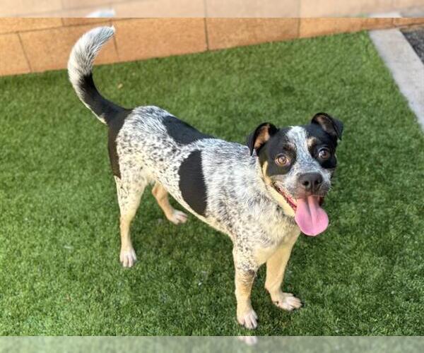 Medium Photo #2 Mutt Puppy For Sale in Moreno Valley, CA, USA