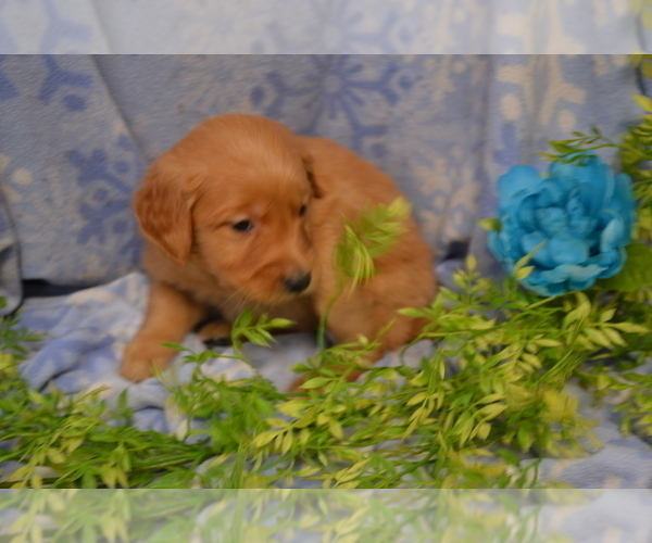 Medium Photo #4 Golden Retriever Puppy For Sale in GREENWOOD, WI, USA