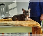 Small Photo #2 French Bulldog Puppy For Sale in Kaposvar, Somogy, Hungary