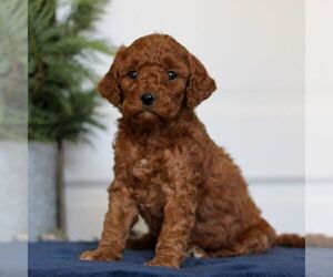 Goldendoodle (Miniature) Puppy for sale in LANCASTER, PA, USA