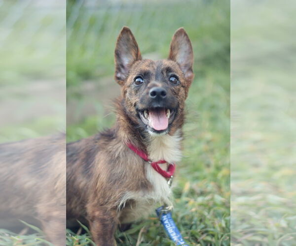 Medium Photo #11 Mutt Puppy For Sale in Philadelphia, PA, USA