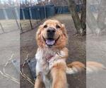 Small #21 Chow Chow-Golden Retriever Mix