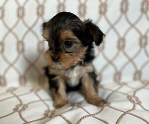 -Yorkshire Terrier Mix Dog for Adoption in GRANTSVILLE, Utah USA