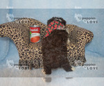 Small Photo #13 Aussiedoodle Puppy For Sale in SANGER, TX, USA