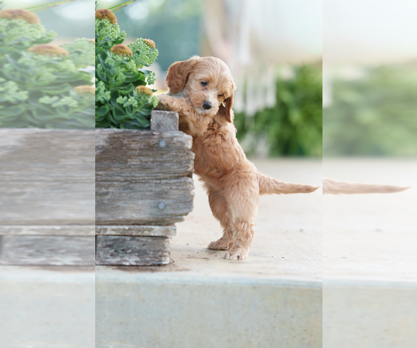 Medium Photo #1 Cockapoo (Miniature) Puppy For Sale in CHRISTIANA, TN, USA