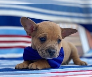French Bulldog-Shetland Sheepdog Mix Puppy for sale in LANCASTER, PA, USA