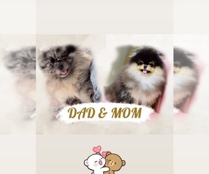 Mother of the Pomeranian puppies born on 12/19/2023