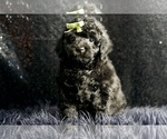 Puppy AKC Cajun Poodle (Miniature)