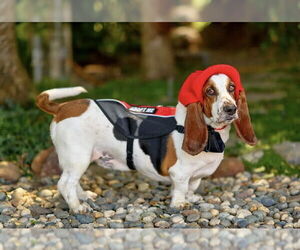 Gus (West Sacramento) - Male Basset Hound Dog for Adoption - Photo #6