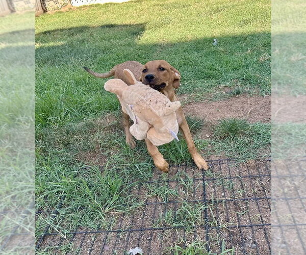 Medium Photo #14 Redbone Coonhound-Unknown Mix Puppy For Sale in Mooresville, NC, USA