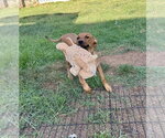Small #13 Redbone Coonhound Mix
