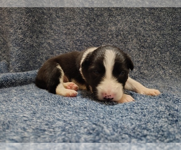 Medium Photo #120 Border Collie Puppy For Sale in NORBORNE, MO, USA