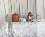 Small Photo #6 Goldendoodle Puppy For Sale in STEPHENVILLE, TX, USA