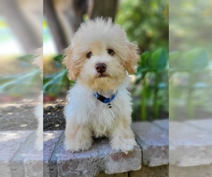 Maltipoo Puppy for sale in TEMECULA, CA, USA