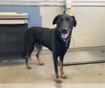 Small Doberman Pinscher-German Shepherd Dog Mix