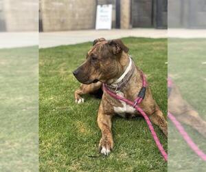 Mutt Dogs for adoption in Riverside, CA, USA