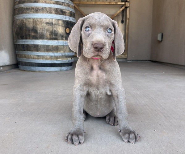Medium Photo #1 Weimaraner Puppy For Sale in SURPRISE, AZ, USA