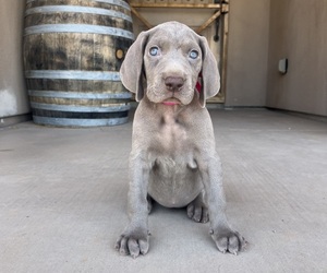 Medium Weimaraner