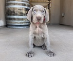 Puppy Pink Weimaraner