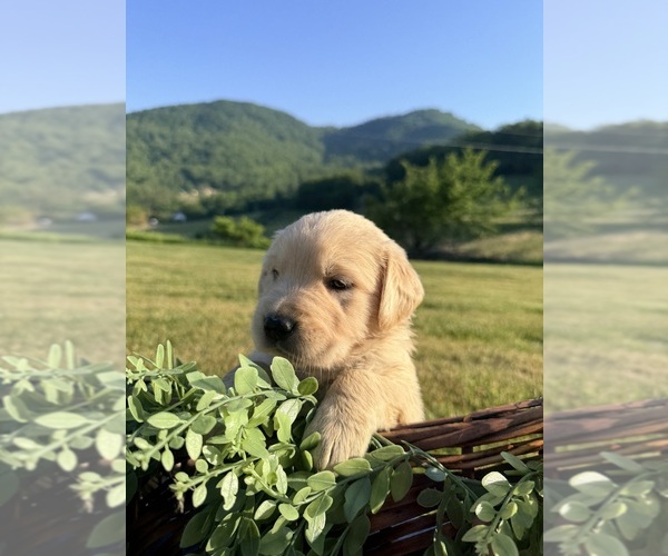 Medium Photo #7 Golden Retriever Puppy For Sale in ARARAT, VA, USA