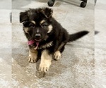 Small #5 German Shepherd Dog