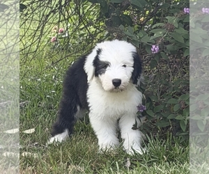 Old English Sheepdog Puppy for sale in WAKE FOREST, NC, USA