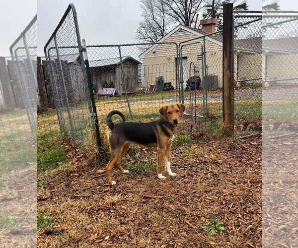 Medium Photo #8 German Shepherd Dog-Unknown Mix Puppy For Sale in Rustburg, VA, USA