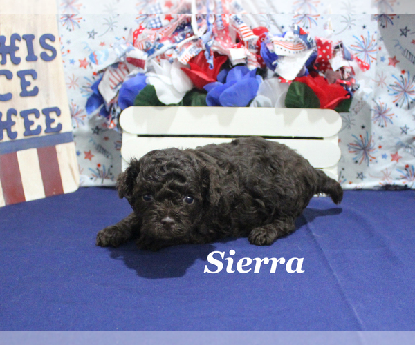 Medium Photo #6 Poodle (Toy) Puppy For Sale in CHANUTE, KS, USA