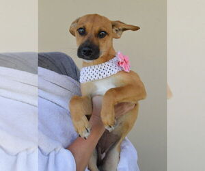 Mutt Dogs for adoption in McKinney, TX, USA