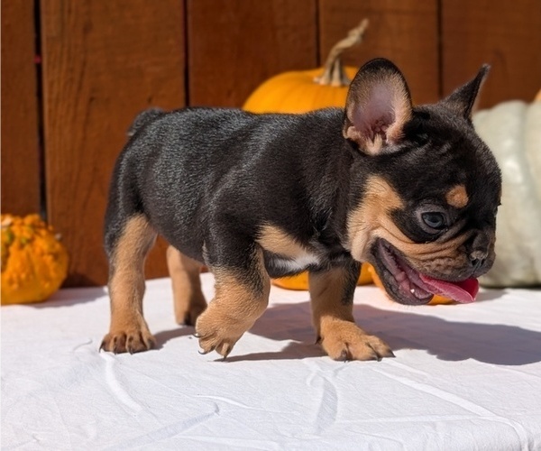 Medium Photo #10 French Bulldog Puppy For Sale in GOSHEN, IN, USA