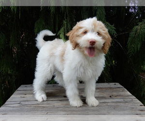 Labradoodle Puppy for sale in MILLERSBURG, OH, USA