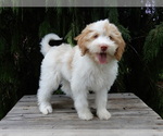 Image preview for Ad Listing. Nickname: Dixie