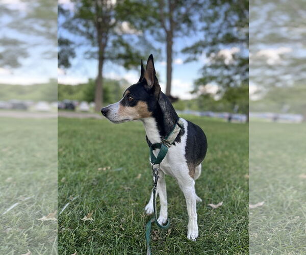 Medium Photo #1 Rat Terrier Puppy For Sale in Belleuve, NE, USA