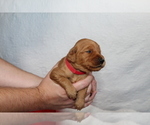 Small Photo #7 Goldendoodle Puppy For Sale in ABILENE, TX, USA