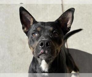 Staffordshire Bull Terrier Dogs for adoption in Tulsa, OK, USA