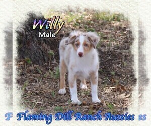 Miniature Australian Shepherd Puppy for sale in FORESTBURG, TX, USA