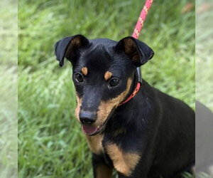 Miniature Pinscher Dogs for adoption in Yardley, PA, USA