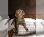 Small #23 Labrador Retriever