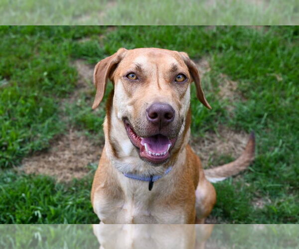 Medium Photo #4 Labrador Retriever-Rhodesian Ridgeback Mix Puppy For Sale in Gloversville, NY, USA