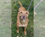 Small #1 American Pit Bull Terrier
