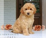 Small #3 Goldendoodle (Miniature)