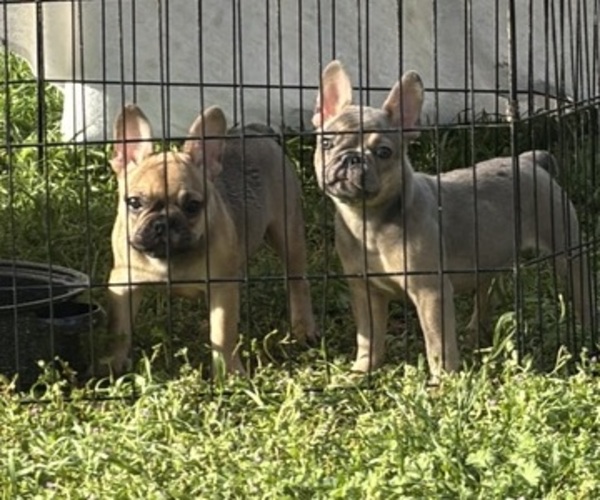 Medium Photo #1 French Bulldog Puppy For Sale in SACRAMENTO, CA, USA