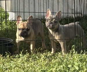 French Bulldog Puppy for sale in SACRAMENTO, CA, USA