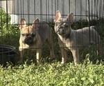 Small French Bulldog