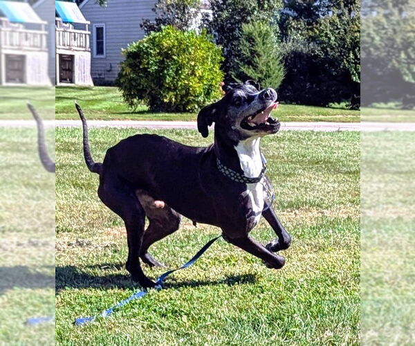 Medium Photo #11 Great Dane Puppy For Sale in St. Louis Park, MN, USA