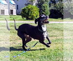 Small #10 Great Dane
