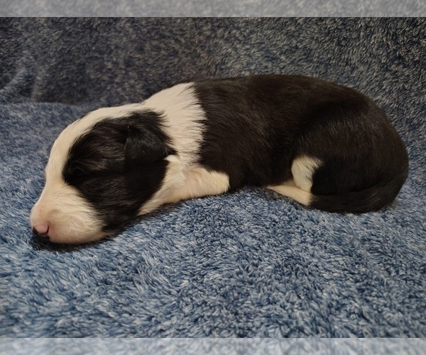 Medium Photo #208 Border Collie Puppy For Sale in NORBORNE, MO, USA