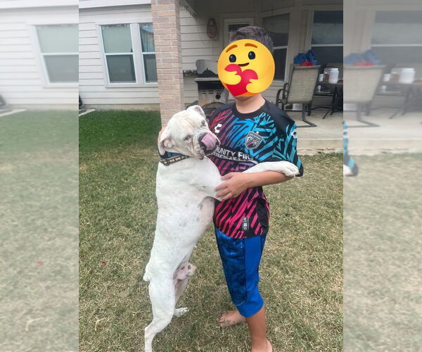 Medium Photo #3 Boxer Puppy For Sale in Austin, TX, USA